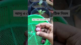 পেঁয়াজ ও আলু রোপণের সঠিক নিয়ম  Onion and potato planting technique potato আলু [upl. by Fermin]