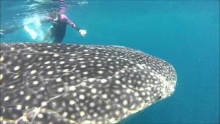 Snorkeling and diving with whale sharks in Daymaniyat Islands Sept 2013 [upl. by Ybur]