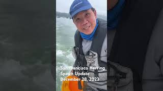 San Francisco herring spawn update December 28 2023 herring spawn fishing seafood [upl. by Cello166]