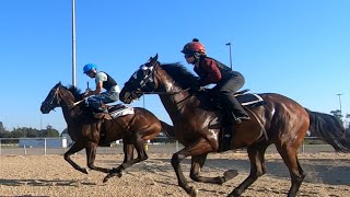 Thoroughbred Race Horse Training at Delta Downs Tuesday October 1 2024 [upl. by Krispin]