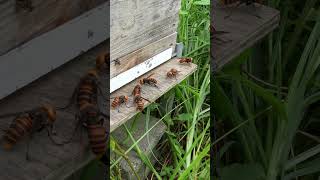 Worker Bee Struggles to Enter Hive as Giant Hornets Swarm Outside [upl. by Leviram536]