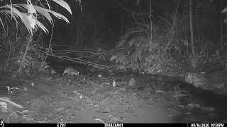 Lowland Paca Cuniculus paca captured on a camera trap in Drake Bay Costa Rica  August 16 2020 [upl. by Yliah]