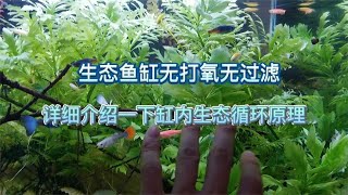 详细讲解一下无打氧无过滤的生态鱼缸运作原理，学会你也可以开缸 [upl. by Scrope]