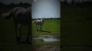 From Camargue 🤍🐴 france travel horse equestrian walking edit perfect [upl. by Aindrea]