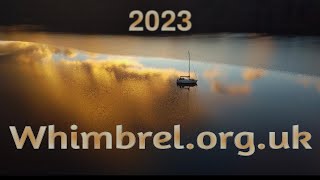 Whimbrel Scotland 2023 [upl. by Mylan]