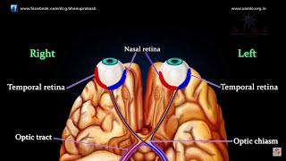 VISUAL PATHWAY ANIMATED  Animated anatomy lectures USMLE Step 1 [upl. by Lednor]