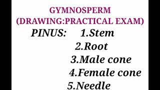 Drawing of PINUSStem root male amp female cone needleGYMNOSPERMbotanypractical exam [upl. by Nomad64]