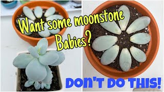 MOONSTONE LEAF PROPAGATION [upl. by Andriette]