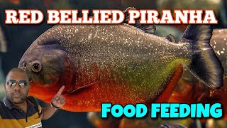 PIRANHA FEEDING FRENZY 5 HD [upl. by Eedolem838]