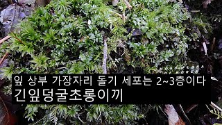 긴잎덩굴초롱이끼 Plagiomnium japonicum Lindb T J Kop [upl. by Hewitt]