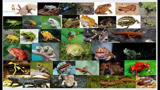 Amphibian Animals Name in English for preschoolers kidslearning animals amphibians [upl. by Flori729]