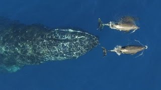 Humpback Calf plays with Dolphins in Revillagigedo Islands [upl. by Ahsinrad377]