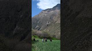 The Last Tibetan Village of Gorkha  Tsum Valley amp Larkey Pass  Manaslu Circuit Trek [upl. by Marja]