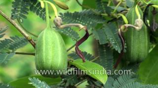 Aristolochia indica or Indian Birthwort  a snake bee and scorpion bite cure [upl. by Drofxer]