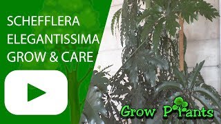 Schefflera elegantissima [upl. by Silber]