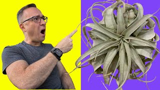 How to Water Tillandsias or Air Plants This May SHOCK YOU [upl. by Leivad350]