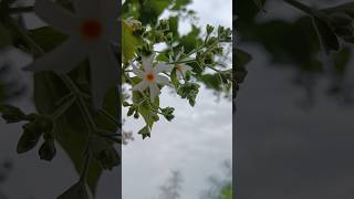 beautiful parijat flowers tranding gardenflowers youtubeshorts viralvideo gardening [upl. by Scurlock]