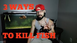 🔴 3 WAYS TO KILL FISH HUMANELY EUTHANIZE [upl. by Acysej]