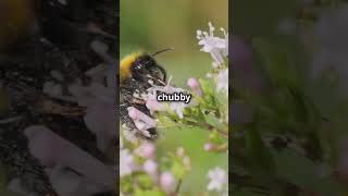 Honeybees vs Bumblebees [upl. by Annabela]