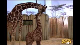 Baby Giraffe Born at Brookfield Zoo [upl. by Ybur]