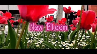 LEVELCORE MCs  New Bloom Official Lyric Video [upl. by Eikkin637]