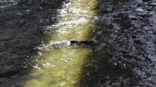 Salmon Watching Credit River Mississauga Ontario Canada [upl. by Leighton238]