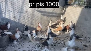 Shirazi pigeon sale only 1000 par pic [upl. by Aramoiz]