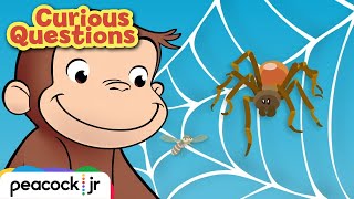 Why Do Spiders Build Webs  CURIOUS QUESTIONS [upl. by Heinrick]