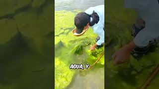 La niña incuba un huevo bajo el agua shortsvideo [upl. by Hasila975]