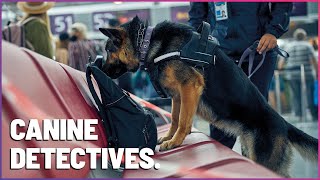 HighStakes Sniffing K9 Mounties Tackle Airplane Drug Search [upl. by Annid399]