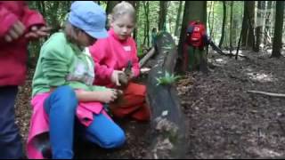 Kinder installieren Kunst im Wald [upl. by Nore739]