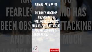 Discover MindBlowing Honey Badger Facts in less than 1 Minute  BiteSized Wildlife Knowledge [upl. by Melbourne]