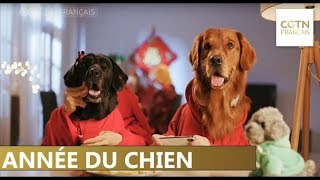 Année du chienCGTN [upl. by Ettevahs]