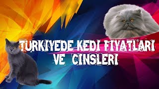 Türkiyedeki Kedi Cinsleri Ve Fiyatları [upl. by Sternick]