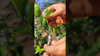 Citrus tree care EP969 graftingfruittrees [upl. by Gamin7]