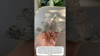 prehnite epidote butterfly s  crystal if interested click bio crystalshop crystals [upl. by Eelame]