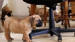 Boerboel Puppies for Sale [upl. by Unhsiv]