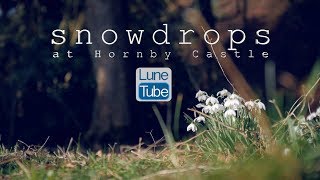 Snowdrops Hornby Castle Lancashire [upl. by Airun]