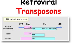 Mechanism of transposition of retroviral transposons [upl. by Aihseuqram]