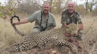 Leopard Hunting in Africa with bluetick hounds [upl. by Creamer]