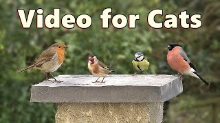 Birds Videos for Cats and Kittens to Watch Birds [upl. by Paola]