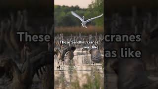 Egret attacked Sandhill cranes  Cosumnes River Preserve sandhillcranes snowegret birds bird [upl. by Nnylahs]