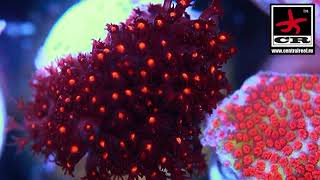 Stylocoeniella cyphastrea Leptastrea Montipora [upl. by Maxwell]