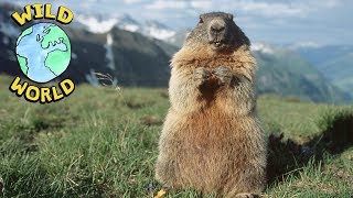 Wild World  Coypu  ZeeKay [upl. by Bolte]