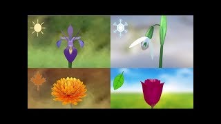 Photoperiodic Flowering  Part 1 [upl. by Dedra548]