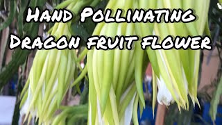 Hand pollinating dragon fruit flower Golden Yellow dragon fruit [upl. by Saref]