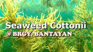 SEAWEEDS BRGY BANTAYAN [upl. by Icyak]