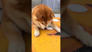 When the dog saw the praying mantis for the first time he was very cautious and wanted to play [upl. by Rosio]