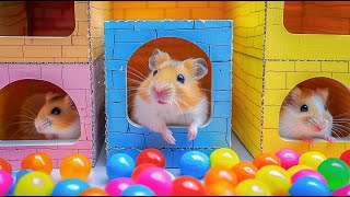 Remarkable Feat Hamster Escapes the Monster Maze 🐹 Hamster Maze [upl. by Liddle]