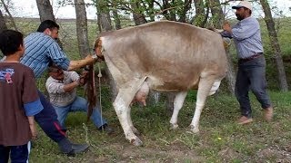 Buzağı Doğumu  Geburt eines Kalbes  Birth of a calf  Naissance dun veau [upl. by Narok]